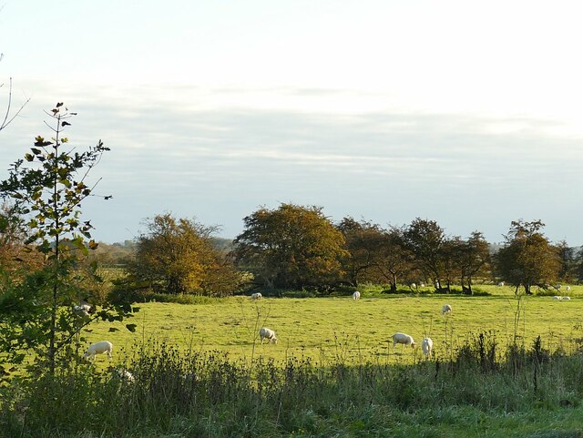 Sheep in a field by the A590