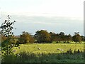 SD3181 : Sheep in a field by the A590 by Stephen Craven