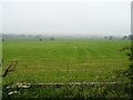 Cut silage field, Spinney Hill