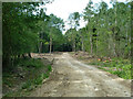 Forestry track, Wephurst Wood