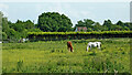 Grazing near Coven Heath, Staffordshire