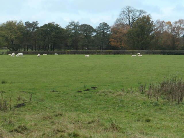 Sheepfield, Coton Hayes