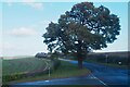 SK6641 : Oak at a crossroads by David Lally