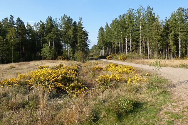 Track and forestry, Bramshill