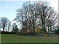 Clump of trees in Micklefield Park