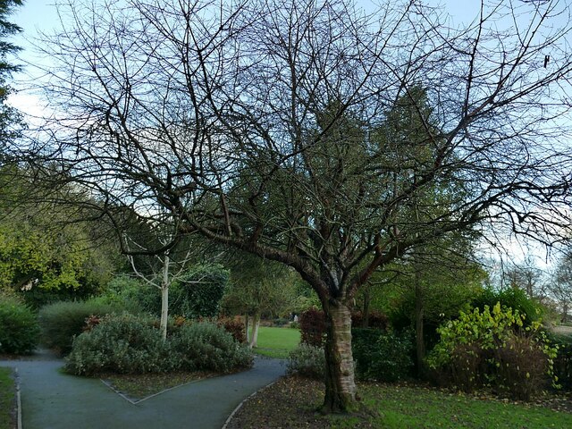 Prunus serrulata, Micklefield Park