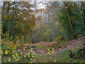 Scrubs Wood on a rainy autumn day