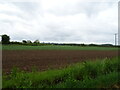 Crop field near Sleights Holt Woodland