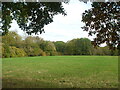 Autumn colour in Hakes Hill Wood