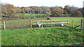 Paddocks and woodland near Minstead Lodge