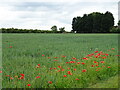 Cereal crop and poppies, Ashby Puerorum