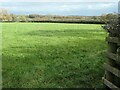 Hedged field boundary, north of Milwich Heath Farm