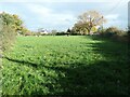 Sheep at Stone Heath