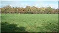 Woodland, Sharpley Heath