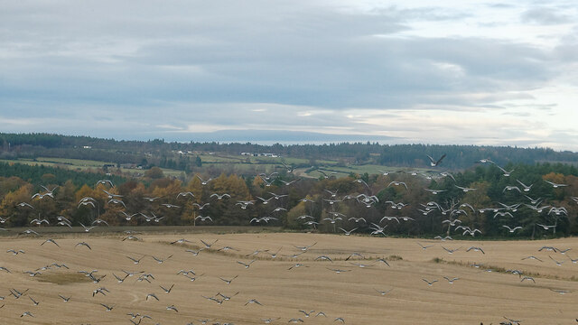 Geese over the fields of Parkton Farm by Julian Paren