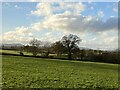 Field, trees and sky