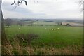 Grazing sheep, Mayfield