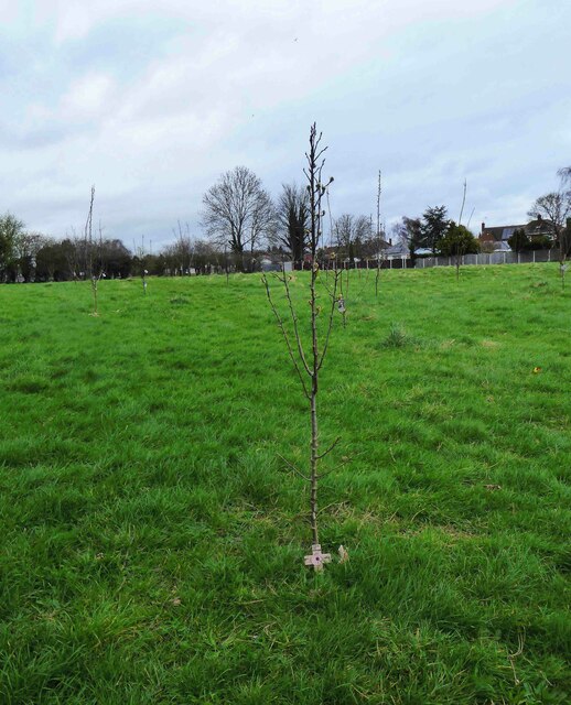 Sapling planted in Stourport War Memorial Park, Lower Lickhill Road, Stourport-on-Severn, Worcs