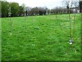 SO8072 : Saplings in Stourport War Memorial Park, Lower Lickhill Road, Stourport-on-Severn, Worcs by P L Chadwick