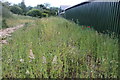 Wild flowers behind the A413, Buckingham