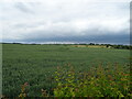 Cereal crop off Pinfold Lane, Swaby