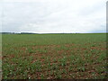 Crop field off Long Hedge Lane