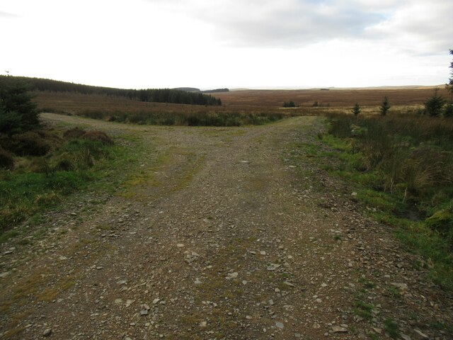 Track junction in Harecleugh Forest