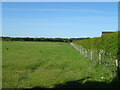 Grazing and hedgerow near Ivy House Farm