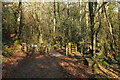 Cattle grid by Buckland Bridge