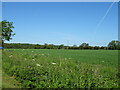 Crop field off Dawber Lane