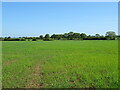 Crop field off Mill Lane