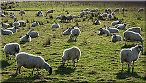 NJ1063 : A Flock of Sheep by Anne Burgess