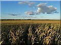 An ocean of maize in north Nottinghamshire