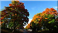 Autumn colours near Garrison Rbt, Telford