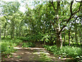 Path, Hesworth Common