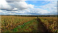 Path running east from Whitwell towards Birks Farm