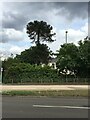 Monkey Puzzle on Farnborough Road