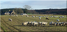 NJ0961 : Sheep at East Grange by Anne Burgess