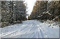 SE5688 : Snowy Woodland by Scott Robinson