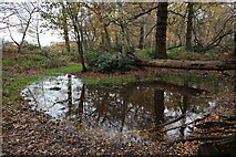 TQ2997 : Temporary Pond, William's Wood, Trent Park by Christine Matthews