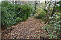 Leafy path toward Loperwood Lane