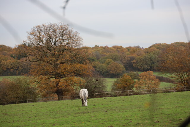 Horse in Field as seen from Trent Park towards Vicarage Farm