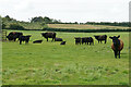 Dark brown cattle near Rycote Park