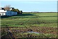 Farmland, Veryan