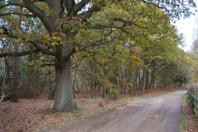 Tunstall Forest: track towards the edge of the forest, at Heath Cottages