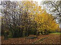 Late Autumn leaves in Attercliffe Cemetery