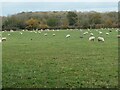 Sheepfield, south of Box Lane