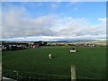 Lone sheep at Medomsley Edge