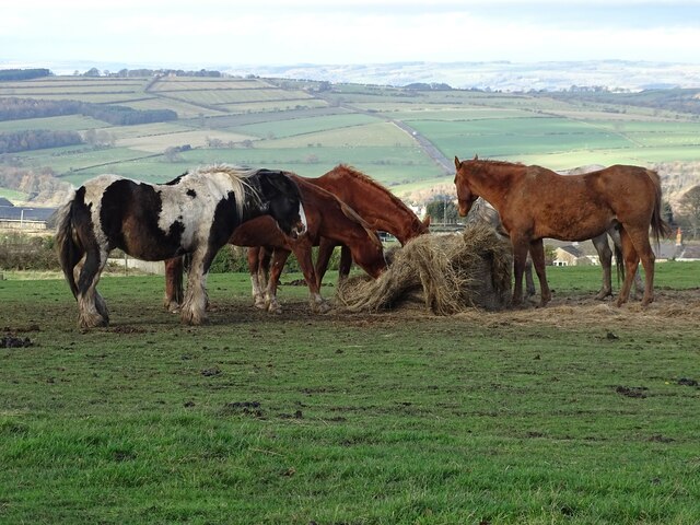 Horses at Medomsley Edge