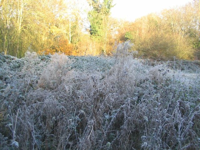 Frosted vegetation, Canley Ford